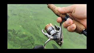 녹조라떼 마릿수 베스