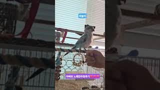 #앵무새#퀘이커 울막둥이 노래박자엄청나게잘맞춥니다 구독…