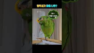 앵무새가 짜증나면 하는 말은?