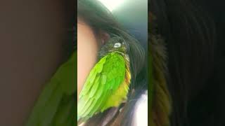 살구송#앵무새랄라#앵무새#앵무#랄라#옐로우사이드#코뉴어앵무새#코뉴어#울랄라#쇼츠#귀여운앵무새#자는앵무새#귀여운영상#아기앵무새#졸는앵무새#자는영상#앵무새로우사이드#코뉴어앵무새옐사#♡
