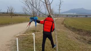 부산 대저 생태공원 홍금강 앵무새 홍금이 청금강 앵무새 금강이 자연과 어울리는 자유비행