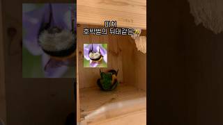 새장 속 호박벌 엉덩이 #shorts #parrot #…