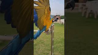 포니벨라 카페ㅣ청금강ㅣ크롱ㅣ식단관리ㅣ앵무새ㅣ이색카페ㅣcafe l 카페브이로그