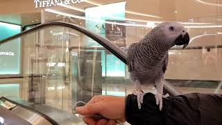 앵무새 팽이와 하남 스타필드 다녀왔어요!