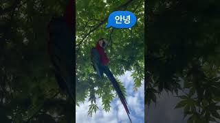 주인에게 장난치는 홍금강 #macaw #parrot