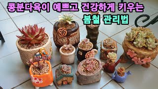 다육이♡ 콩분다육이 예쁘고 건강하게 키우는 봄철 관리법