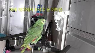 아마존 앵무새/ 입양1일째/옹알이?신세계 외괴어 로 말을 하네요