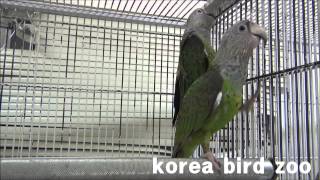 140425케이프앵무