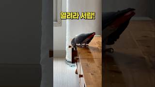 엄마 말 다 알아듣는 착한 앵무새  회색앵무 잠바