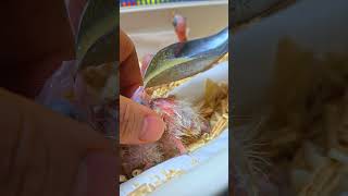 뉴기니아 앵무새, 로리, 검은 머리 카이큐. #parr…