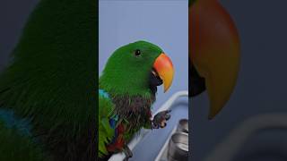 이거보면 빠져든다에 한표! ㅋㅋ #앵무새 #asmr