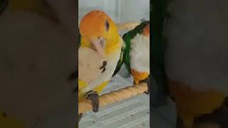 검은머리 카이큐 레오 와 노랑머리카이큐  리오 예요