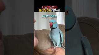 시도때도없이 플러팅하는 앵무새 #동물 #앵무새