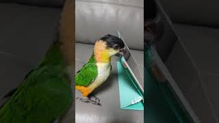 [카이큐명태] 앵무새와 아이패드를 같이 두면 벌어지는 일