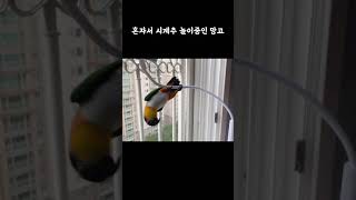 ️이상한 앵무새 #shorts #parrot #caiq…