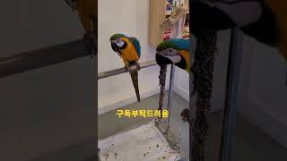 청금강앵무새 망고와 루카 #shorts