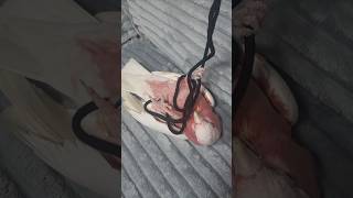 다치지 않았어요 #갈라코카투 #앵무새 #parrot #birds