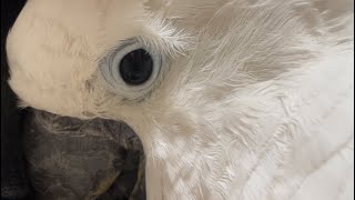 잠오는 코카투 확대하기  #parrot #앵무새 #cockatoo #엄브렐라코카투 #オウム #インコ