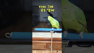 아마존 앵무새 아리 말 #parrot #앵무새 #birds #말하는 앵무새 #아리 #수다쟁이