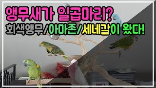 앵무새가 일곱마리? 앵무새 호텔링으로 시끌벅적해진 우리집! (feat. 회색앵무 / 청모자아마존 / 세네갈앵무)