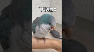 발정난 앵무새 & 샘부리는 앵무새  퀘이커앵무새 부리 회색앵무 잠바