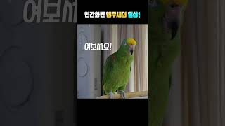 인간화된 앵무새의 일상!