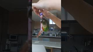 여긴 어디?  나는 누구?#앵무새 #앵무새랄라 #앵무 …