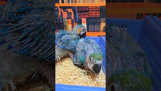 미디움 코카투, 듀컵코카투, 청금강 아기 앵무새예요