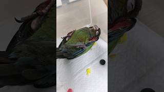 노는거만 봐도 힐링 #크림슨코뉴어 #아기앵무새 #힐링동물영상 #cuteparrot #conurebaby #funnyparrot