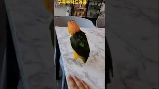 통통 뛰는 카이큐앵무새 #shorts