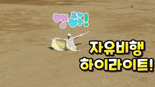 [#앵집사] 자유비행 착지 하이라이트!