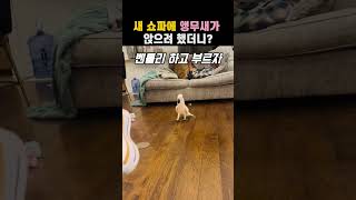 새 쇼파에 앵무새가 앉으려 했더니? #동물 #앵무새 #쇼파 #shorts #shortvideo #해외반응 #재밌는동영상 #힐링 #행복 #장난 #화남 #브이로그 #지능 #레전드