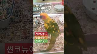 썬코뉴어 아가아가 커여워용~❤ 정말 사랑스럽~