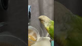 소망이의 일상(코뉴어)