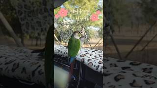  나미와 밍키의 일상 #앵무새키우기#지난영상#코뉴어앵무새#말하는 앵무새#talking parrot