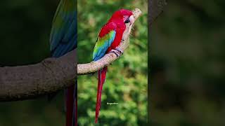 Arara vermelha #animals #curio…