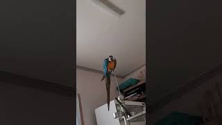 갑자기 왜오냐 #macaw #청금강 #청금강앵무새 #앵무새 #parrot