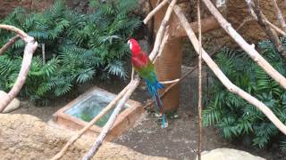 서울동물원 - 벽타기 중인 청금강앵무