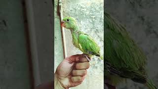 Ringneck Baby Parrot  #birds #shortsfeed #cute
