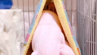 【金凱耶比與綠綠的日常】金頭凱克睡前把象寶寶踢出來布窩門口