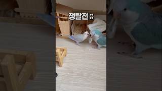 앵무새들의 빵봉지 쟁탈전  퀘이커앵무새 회색앵무 모란앵…