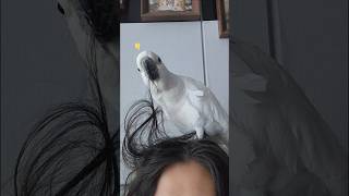 머리카락이 빠지는 이유 / 똘끼 넘치는 코카투 / Wh…