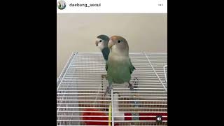 모란앵무 '안녕' 말하기