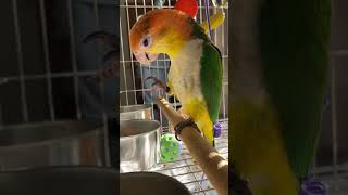 【金凱耶比與綠綠的日常】金頭凱克耶比吃核桃吃的津津有味