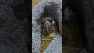 부리 케어 받다가 잠든 앵무새  #앵무새일상 #코뉴어 …