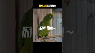 앵무새의 급발진!