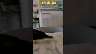 노랑머리 카이큐앵무새 아코 #shorts