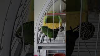 말하는 앵무새 #talking#parrot#jardin…