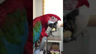 홍금강 앵무새 먹이 카이텍 베이크 버디 먼치 (소프트쿠키) 후기