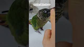 귀여움폭발~!! 앵무, 새로의 '코코코' 놀이시간~❤❤ #parrot #그린칙 #앵무새 #birds